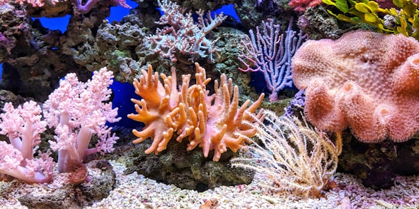 Snorkel Trip